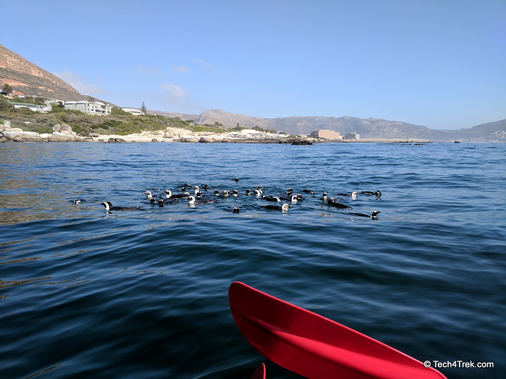 Cape Town Kayak with Penguins