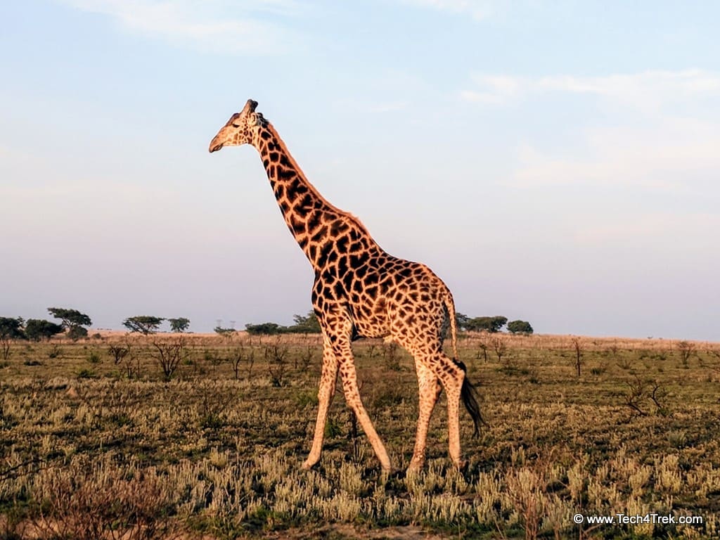 Cheetah Ridge Safari Giraffe